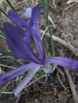 Iris tenuifolia - Касатик тонколистный