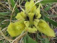 Iris potanii-Касатик Потанина