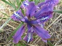 Iris uniflora-Касатик одноцветковый