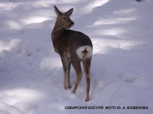 Косуля