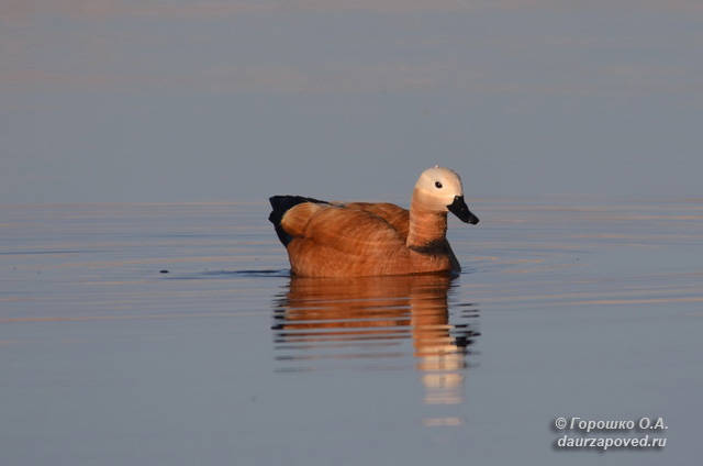Огарь (Tadorna ferruginea). Фото О. Горошко Огарь (Tadorna ferruginea). Фото О. Горошко