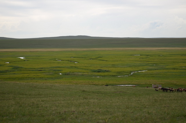 Пойма р. Борзя, фото Л.И. Сараевой. Пойма р. Борзя, фото Л.И. Сараевой.