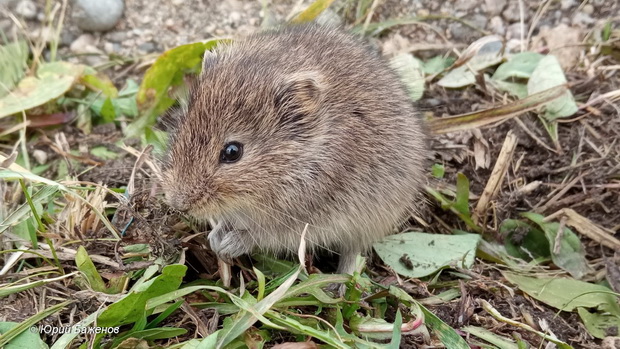 Узкочерепная полевка (Lasiopodomys gregalis). Фото Юрия Баженова. Узкочерепная полевка (Lasiopodomys gregalis). Фото Юрия Баженова.