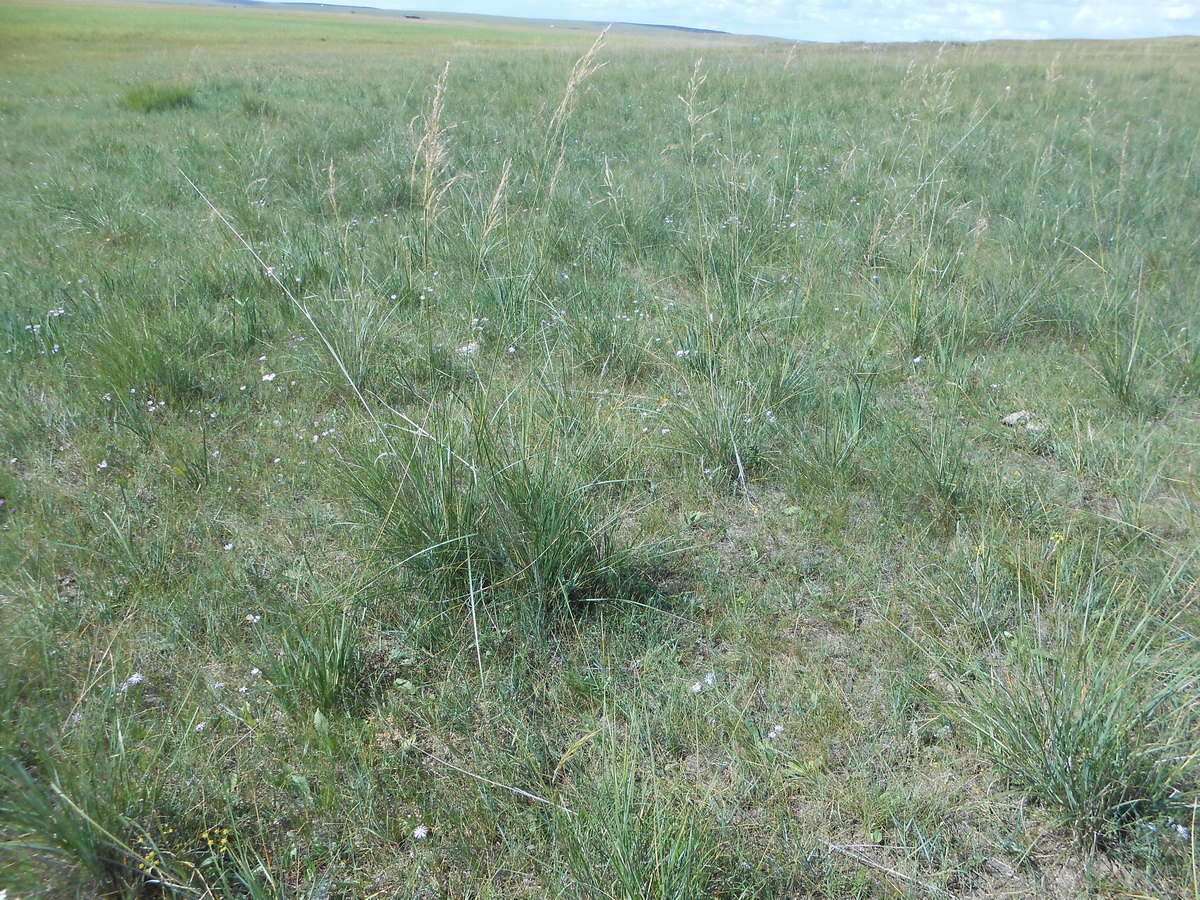 Чиевник снаружи изгороди.