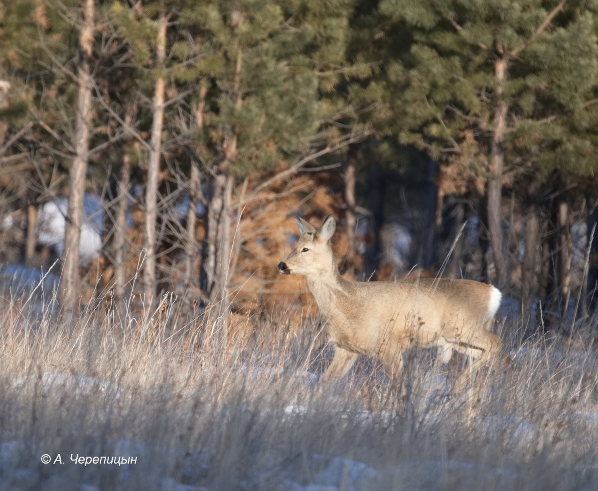 Косуля сибирская. Фото А. Черепицына Косуля сибирская. Фото А. Черепицына