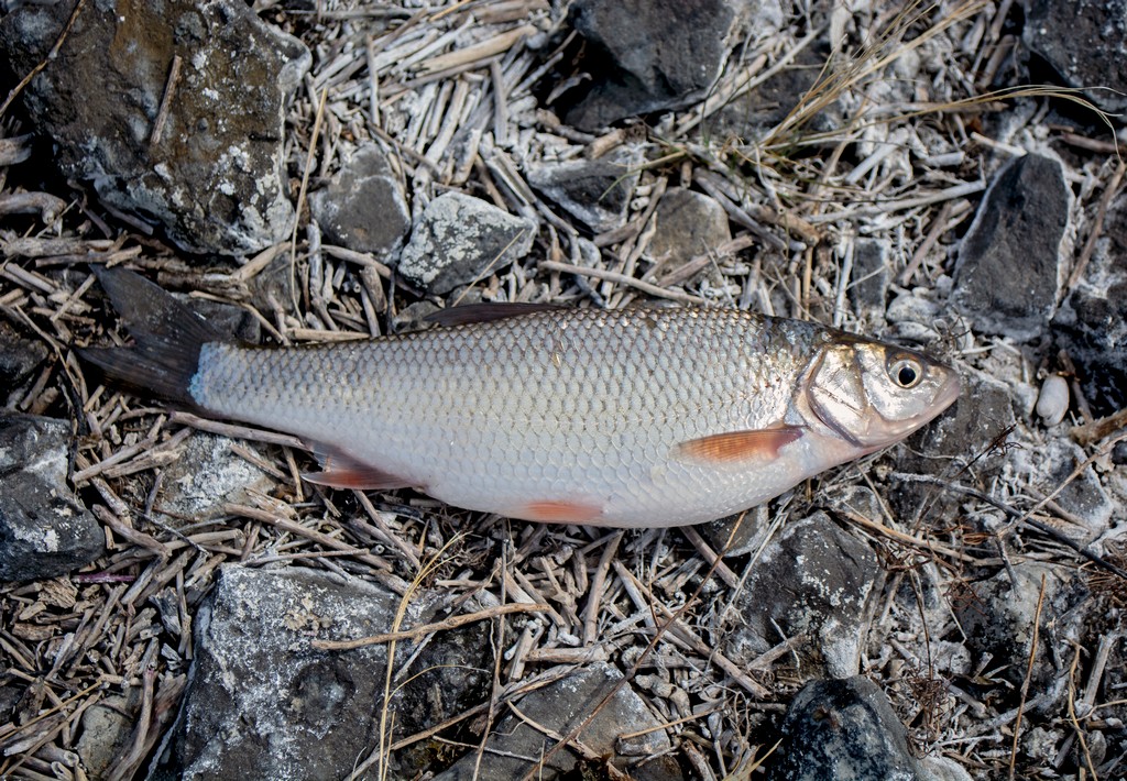 Амурский язь