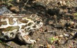 Монгольская жаба (Bufo raddei), фото А. Королюка