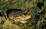 Монгольская жаба (Bufo raddei), фото О. Горошко
