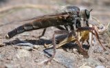 Ктырь (сем. Asilidae), фото О. Горошко  