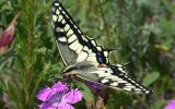 Парусник махаон (Papilio machaon), фото О. Горошко