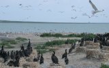 Колонии околоводных птиц на островах Торейских озер, фото О. Горошко