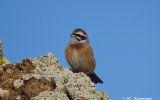 Самец красноухой овсянки (Emberiza coides). Фото Ю. Баженова