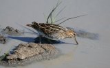 Бекас (Gallinago gallinago), фото О. Горошко