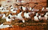 Реликтовая чайка (Larus relictus), фото О. Горошко