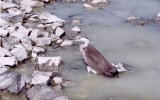 Серая цапля (Ardea cinerea) на озере Барун-Торей, фото О. Горюновой