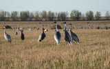 Даурские журавли (Grus vipio), фото О. Горошко 