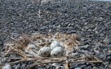 Гнездо реликтовой чайки (Larus relictus), фото О. Горошко