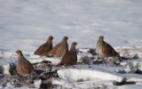 Даурские куропатки (Perdix daurica), фото О. Горошко
