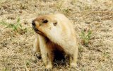 Тарбаган (Marmota sibirica), фото В. Кирилюк