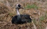 Черный журавль (Grus monacha), фото Гуо Юмин