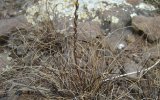 Трехбородник китайский (Tripogon chinensis), фото Т. Ткачук