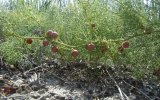 Спаржа коротколистная (Asparagus brachyphyllus), Т. Ткачук