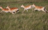 Монгольский дзерен (Procapra gutturosa), фото В. Кирилюк